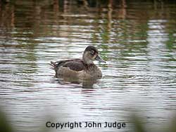 Ring-necked Duck