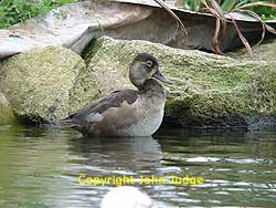Ring-necked Duck