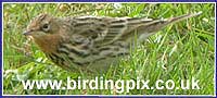 Birdingpix