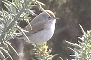 Spectacled Warbler
