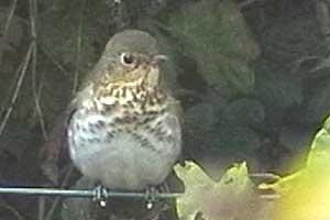 Swainson`s Thrush