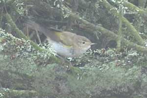 Western Bonelli`s Warbler