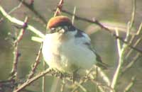 Woodchat Shrike