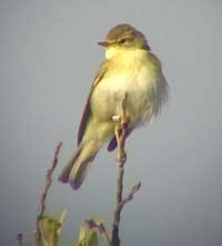 Willow Warbler